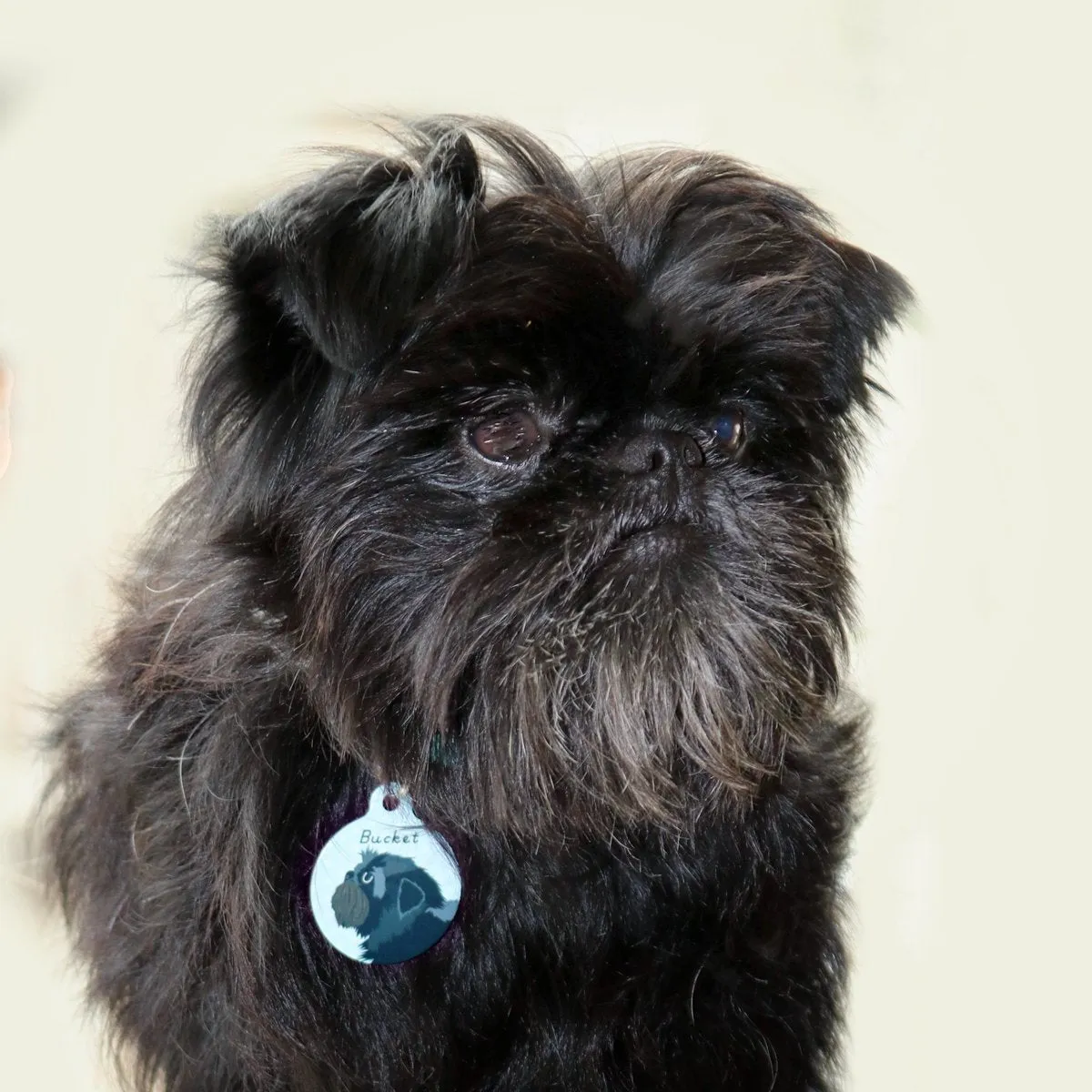 Affenpinscher Dog Tag Personalised