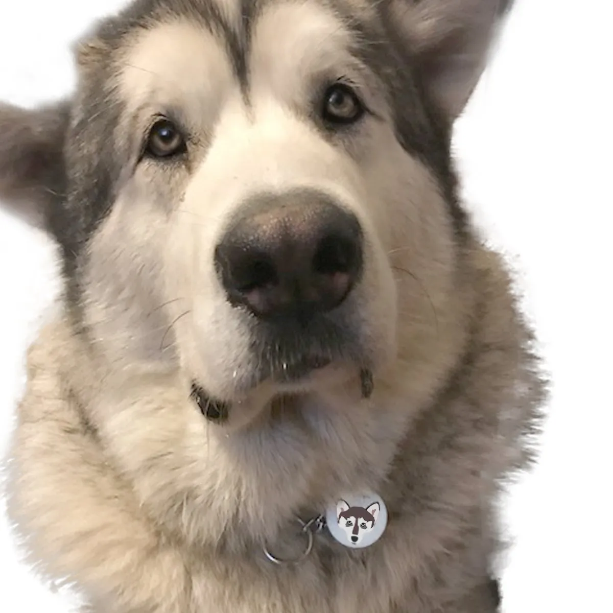 Alaskan Malamute Dog Tag Personalised