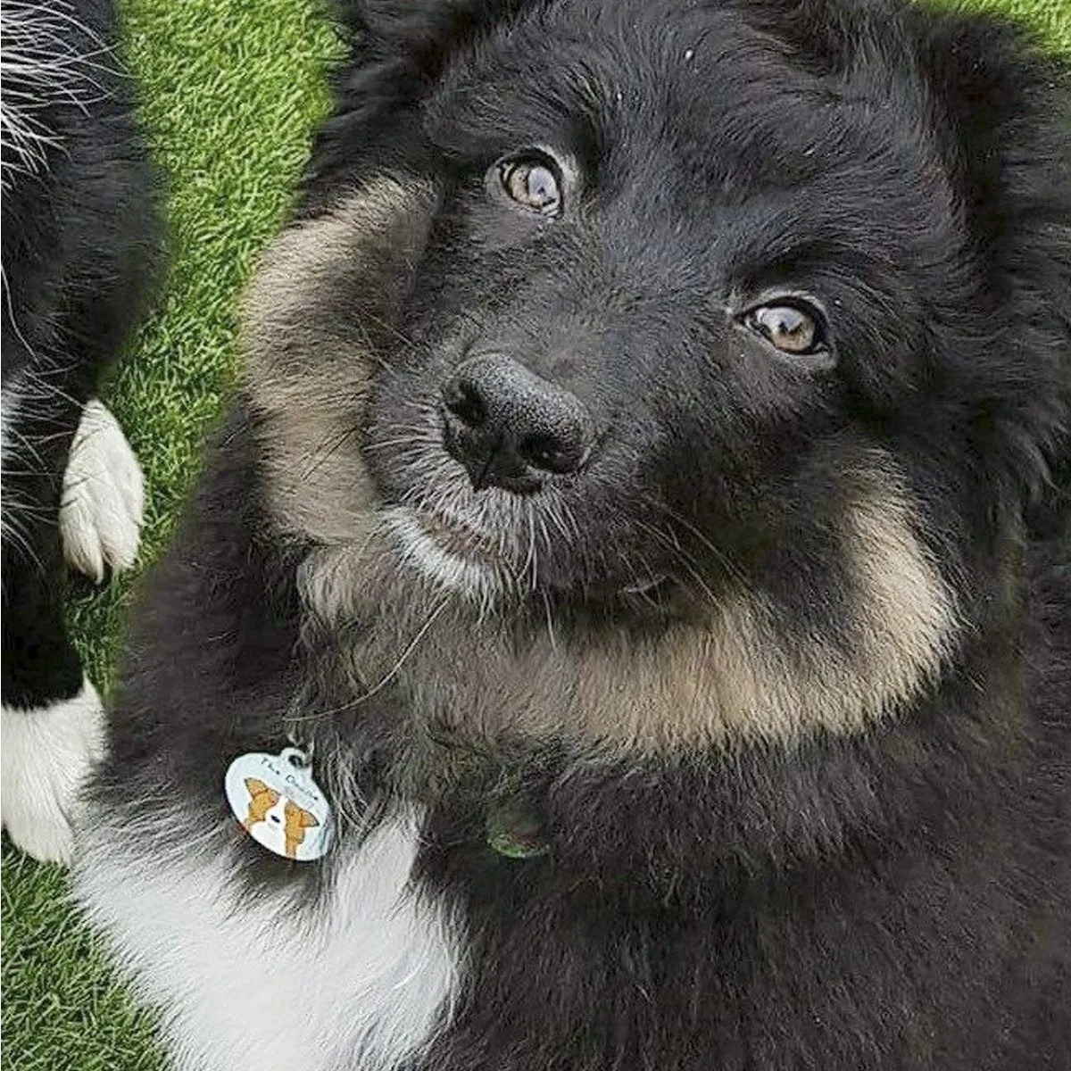 Australian Shepherd Dog Collar Tag Personalised