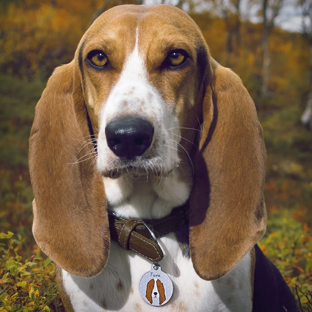 Basset Hound Dog ID Collar Tag