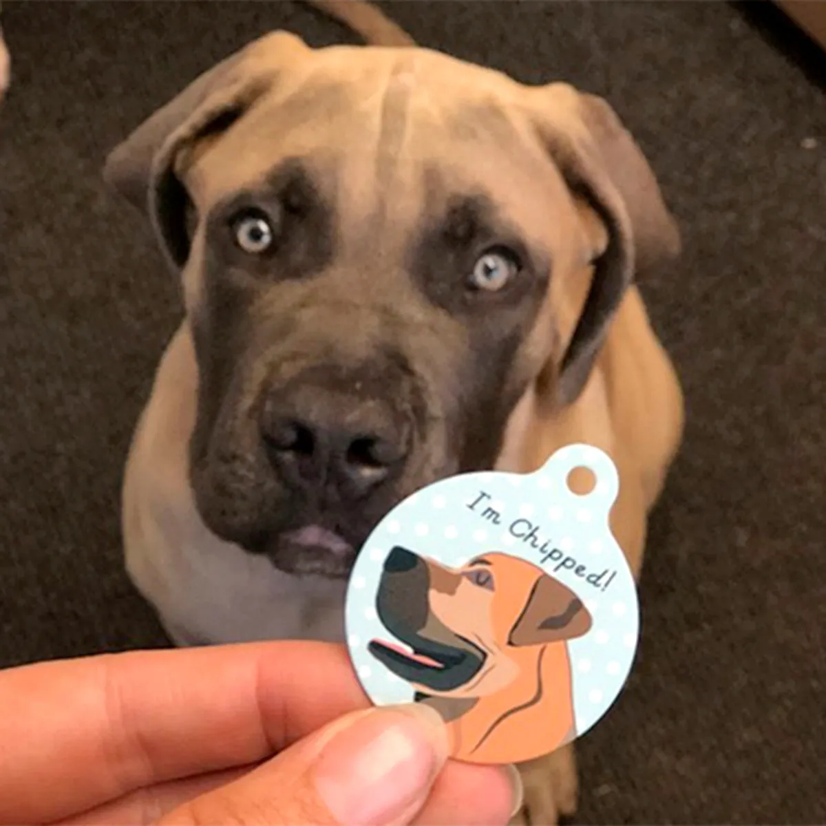 Boerboel Personalised Dog Tag