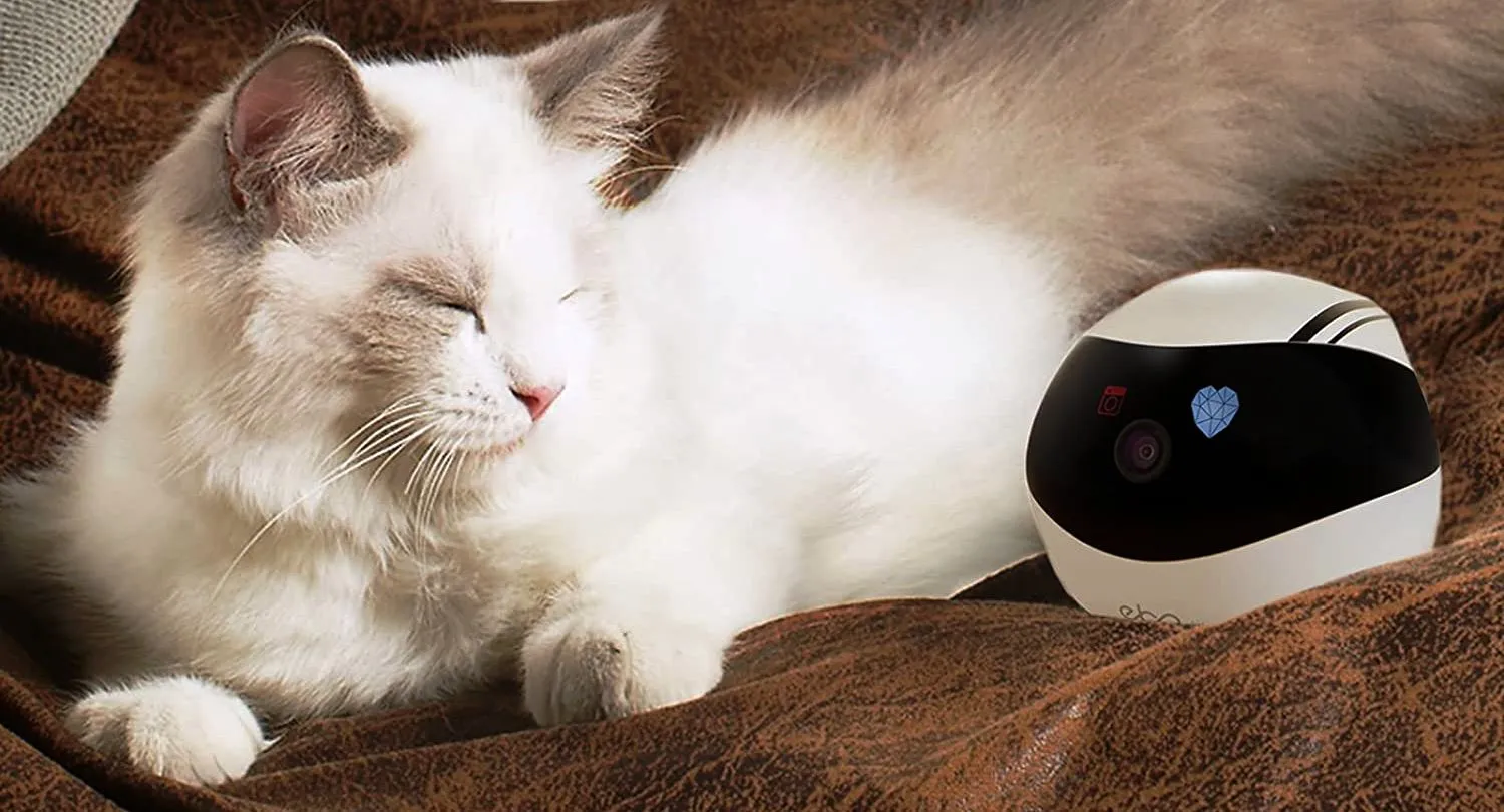 Companion Robot for Pets, Kids and Adult