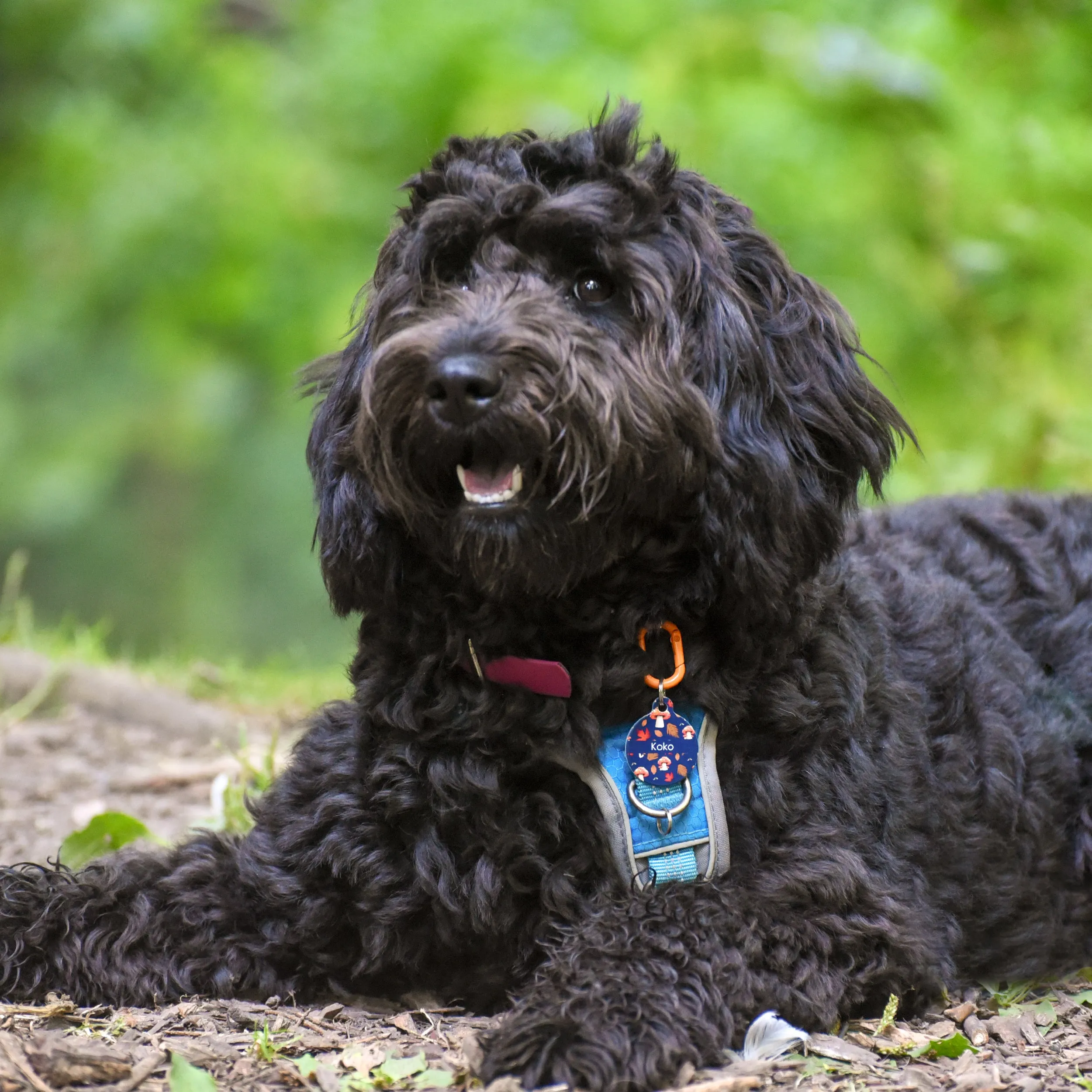 Dog Tag Personalised - Autumn Mushrooms Blue