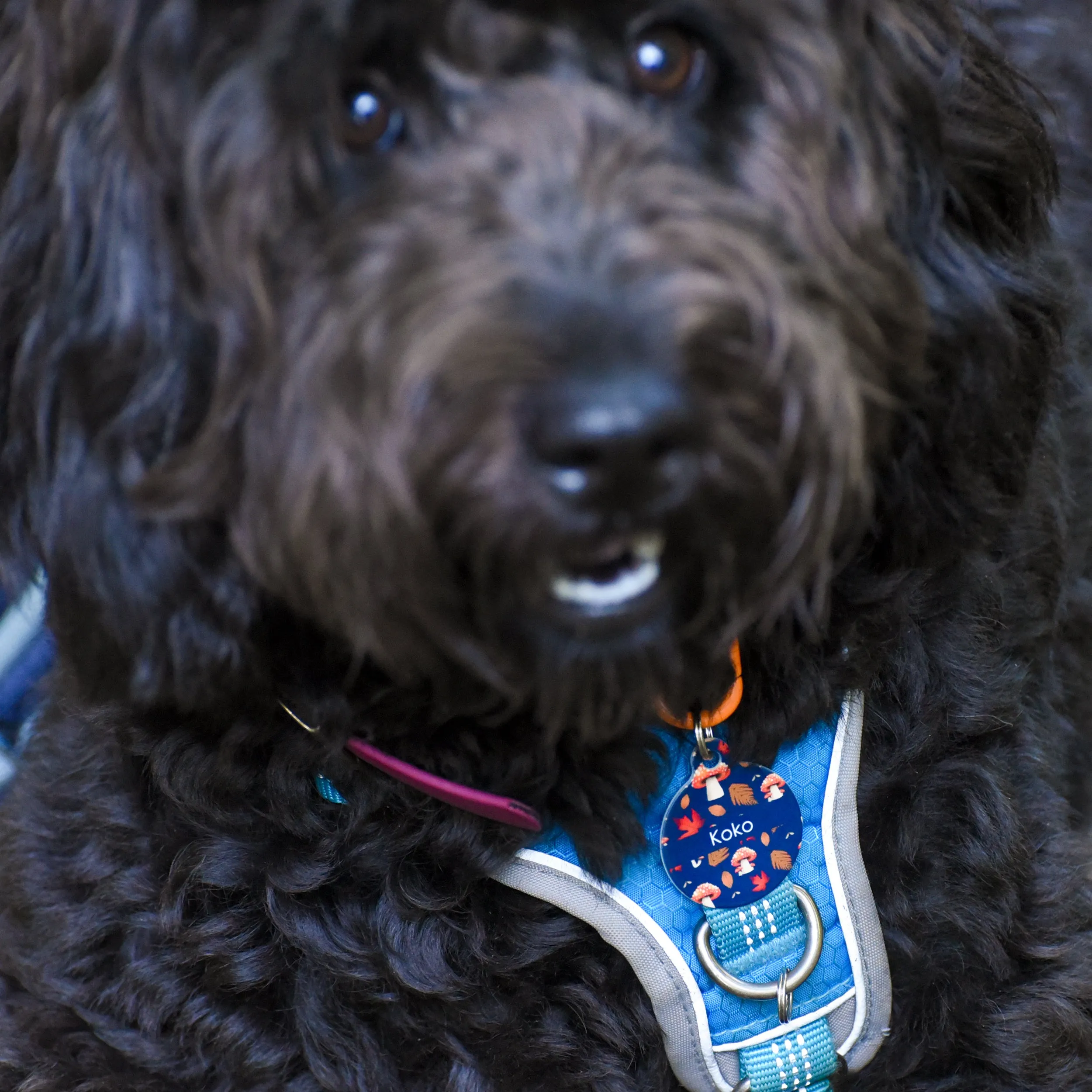 Dog Tag Personalised - Autumn Mushrooms Blue